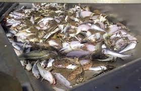 Image result for Myoxocephalus octodecemspinosus