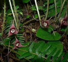 Attēlu rezultāti vaicājumam “Asarum europaeum flower”