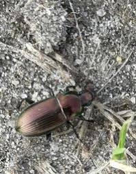 Attēlu rezultāti vaicājumam “Poecilus versicolor”