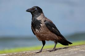 Attēlu rezultāti vaicājumam “Corvus cornix”