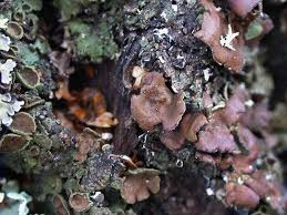 Attēlu rezultāti vaicājumam “Pleurosticta acetabulum”