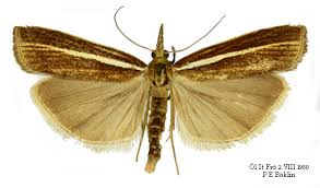 Attēlu rezultāti vaicājumam “Agriphila tristella”