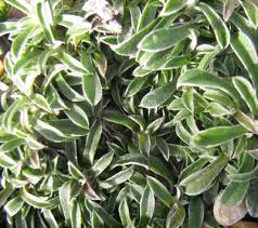 Attēlu rezultāti vaicājumam “Antennaria dioica leaf”