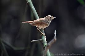 Image result for Luscinia sibilans