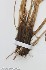 Attēlu rezultāti vaicājumam “Carex appropinquata fruit”