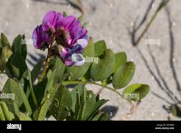 Attēlu rezultāti vaicājumam “Lathyrus japonicus subsp. maritimus flower”