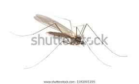 Attēlu rezultāti vaicājumam “Trichocera”