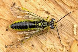 Attēlu rezultāti vaicājumam “Rhogogaster picta”