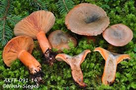 Attēlu rezultāti vaicājumam “Lactarius deliciosus”