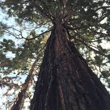 Image result for Mammutbaum