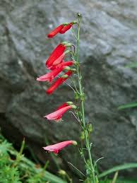 Image result for Penstemon
