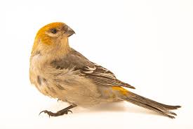 Attēlu rezultāti vaicājumam “Pinicola enucleator”