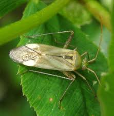 Attēlu rezultāti vaicājumam “Adelphocoris lineolatus imago”