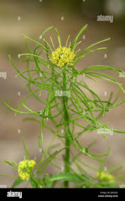 Attēlu rezultāti vaicājumam “Sisymbrium volgense flower”