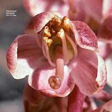 Attēlu rezultāti vaicājumam “Pyrolaceae”