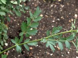 Attēlu rezultāti vaicājumam “Thalictrum minus leaf”