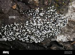 Attēlu rezultāti vaicājumam “Physarum straminipes macro”