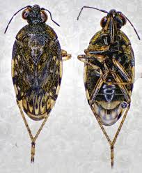 Attēlu rezultāti vaicājumam “Saldula saltatoria”