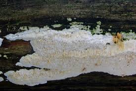 Attēlu rezultāti vaicājumam “Antrodia sinuosa”