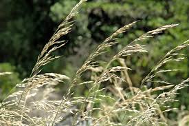 Attēlu rezultāti vaicājumam “Arrhenatherum elatius”