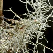 Attēlu rezultāti vaicājumam “Biatoropsis usnearum”