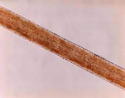 Image result for human hair microscope image