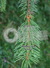 Attēlu rezultāti vaicājumam “Picea abies leaf”