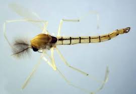 Attēlu rezultāti vaicājumam “Chironomidae”