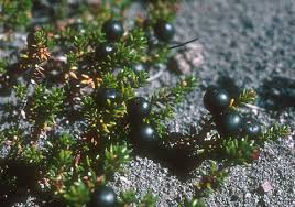 Attēlu rezultāti vaicājumam “Empetraceae”