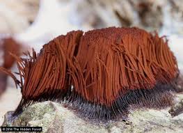 Attēlu rezultāti vaicājumam “Stemonitidaceae”