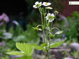 Attēlu rezultāti vaicājumam “Fragaria moschata flower”
