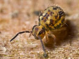 Attēlu rezultāti vaicājumam “Symphypleona”