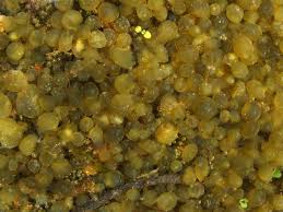 Attēlu rezultāti vaicājumam “Nostoc pruniforme”