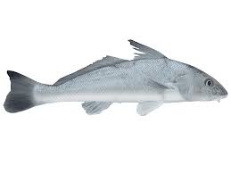 Image result for Menticirrhus littoralis