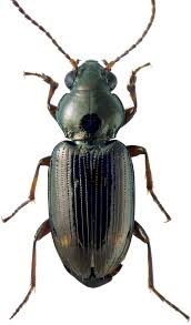 Attēlu rezultāti vaicājumam “Bembidion sp.”