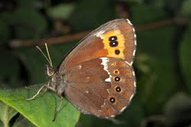 Attēlu rezultāti vaicājumam “Erebia ligea”