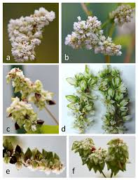 Attēlu rezultāti vaicājumam “Fagopyrum esculentum flower”