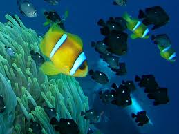 Image result for Leicester Underwater Exploration Club