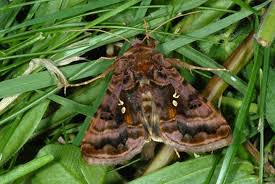 Attēlu rezultāti vaicājumam “Autographa pulchrina”