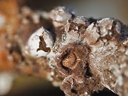 Attēlu rezultāti vaicājumam “Diderma hemisphaericum macro”