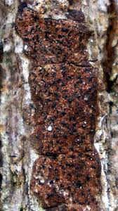 Attēlu rezultāti vaicājumam “Opegrapha rufescens”