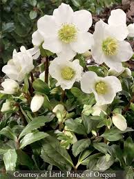 Attēlu rezultāti vaicājumam “Helleborus niger flower”