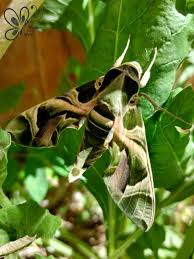 Image result for hawk moth