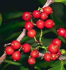 Attēlu rezultāti vaicājumam “Rubiaceae”
