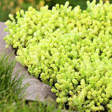 Image result for Mauerpfeffer