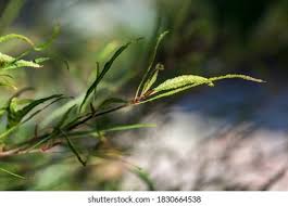 Attēlu rezultāti vaicājumam “Fagus sylvatica fo. laciniata”