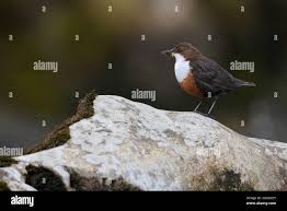 Attēlu rezultāti vaicājumam “Cinclus cinclus adult”