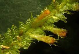 Attēlu rezultāti vaicājumam “Neckera pennata”