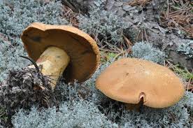 Attēlu rezultāti vaicājumam “Suillus variegatus”