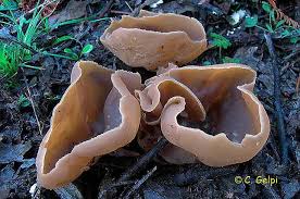 Attēlu rezultāti vaicājumam “Peziza varia”